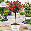 Standard Photinia Carre Rouge Tree