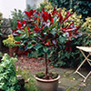 Standard Photinia Carre Rouge Tree
