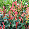Standard Photinia Carre Rouge Tree