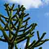 Monkey Puzzle Tree Monkey Puzzle Tree