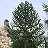 Monkey Puzzle Tree Monkey Puzzle Tree