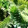 Monkey Puzzle Tree Monkey Puzzle Tree