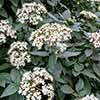 Viburnum tinus Standard
