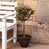 Viburnum tinus Standard