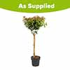 Viburnum tinus Standard