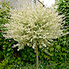 Flamingo Willow Salix Hakuro-nishiki