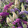 Tricolour Buddleia Butterfly Bush