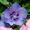 Hibiscus Blue Chiffon