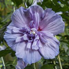 Hibiscus Blue Chiffon
