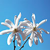 Magnolia stellata Standard