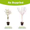Magnolia stellata Standard