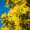 Flowering Mimosa Bush
