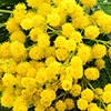 Flowering Mimosa Bush