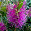 Callistemon viminalis Hot Pink Callistemon viminalis Hot Pink