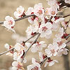 Mini-Standard Japanese Blossom Cherry Prunus Kojo-No-Mai