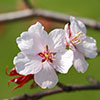 Mini-Standard Japanese Blossom Cherry Prunus Kojo-No-Mai