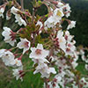 Mini-Standard Japanese Blossom Cherry Prunus Kojo-No-Mai