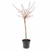 Mini-Standard Japanese Blossom Cherry Prunus Kojo-No-Mai