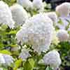 Hydrangea paniculata Limelight
