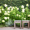 Hydrangea paniculata Limelight