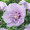 Hibiscus Chiffon Lavender