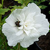 Hibiscus Syriacus White Chiffon Hibiscus Syriacus White Chiffon