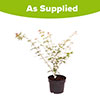 Acer palmatum Orange Dream
