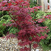 Acer palmatum Atropurpureum Acer palmatum Atropurpureum