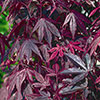 Acer palmatum Atropurpureum Acer palmatum Atropurpureum