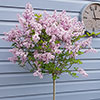 Lilac Syringa Palibin Standard