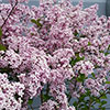 Lilac Syringa Palibin Standard