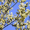Weeping Willow Kilmarnock