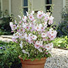 Patio Lavatera Mallow Barnsley Baby