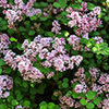 Lilac Syringa Palibin