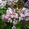Lilac Syringa Palibin