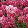 Hydrangea paniculata Diamant Rouge