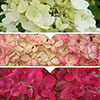 Hydrangea paniculata Diamant Rouge