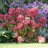 Hydrangea paniculata Diamant Rouge