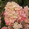 Hydrangea paniculata Diamant Rouge