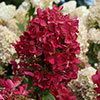 Hydrangea paniculata Diamant Rouge