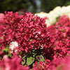 Hydrangea paniculata Diamant Rouge