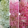 Hydrangea paniculata Sundae Fraise