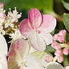 Hydrangea paniculata Sundae Fraise