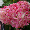 Hydrangea paniculata Sundae Fraise