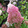 Hydrangea paniculata Sundae Fraise