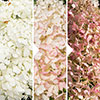 Hydrangea paniculata Silver Dollar