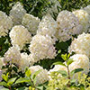Hydrangea paniculata Silver Dollar