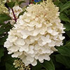 Hydrangea paniculata Silver Dollar