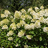Hydrangea paniculata Silver Dollar