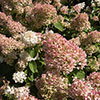 Hydrangea paniculata Silver Dollar